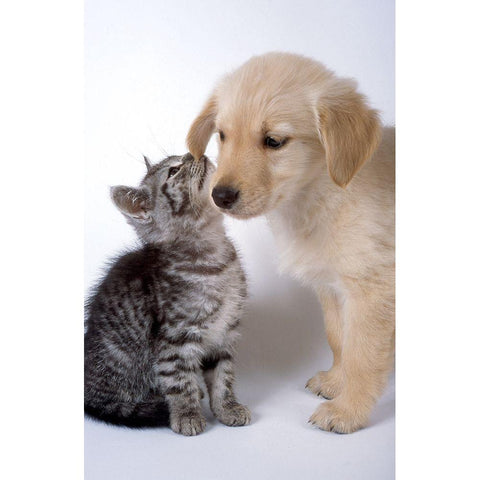 True love Black Modern Wood Framed Art Print by Hoenderkamp, Patrick