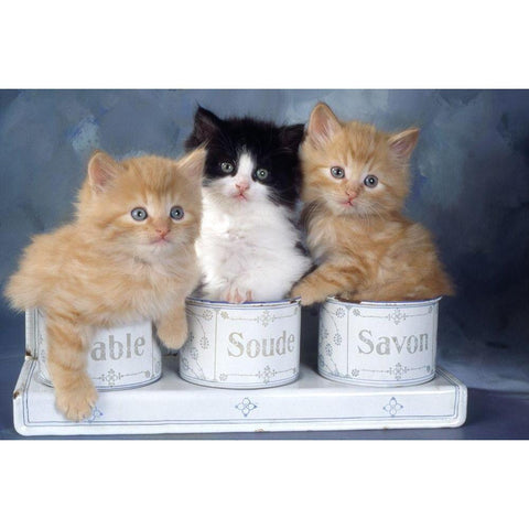 three kitten in soapbox White Modern Wood Framed Art Print by Hoenderkamp, Patrick