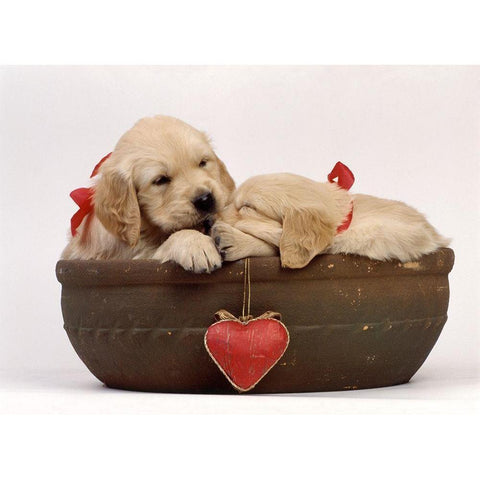 labradors in love White Modern Wood Framed Art Print by Hoenderkamp, Patrick