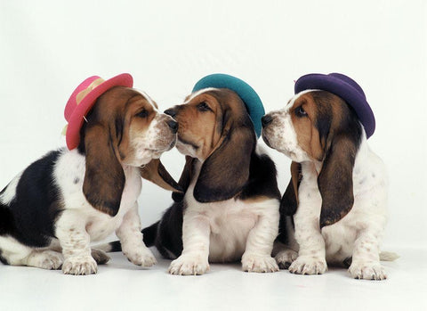 Party dogs White Modern Wood Framed Art Print with Double Matting by Hoenderkamp, Patrick