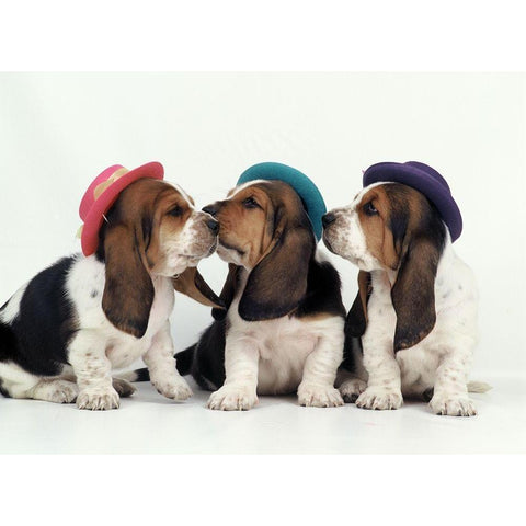 Party dogs White Modern Wood Framed Art Print by Hoenderkamp, Patrick