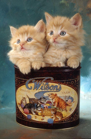 kittens in tin Black Ornate Wood Framed Art Print with Double Matting by Hoenderkamp, Patrick