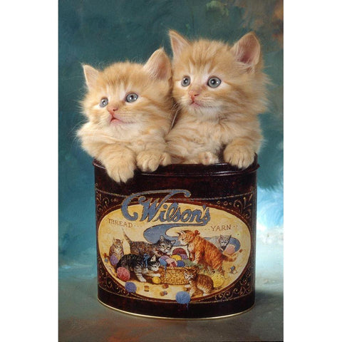 kittens in tin White Modern Wood Framed Art Print by Hoenderkamp, Patrick