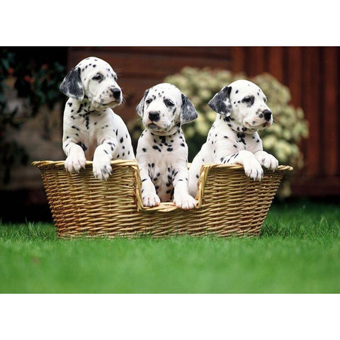 dalmatian puppies White Modern Wood Framed Art Print by Hoenderkamp, Patrick