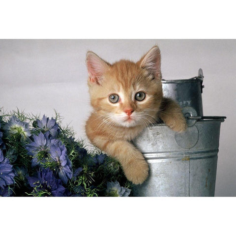 Hi there! Gold Ornate Wood Framed Art Print with Double Matting by Hoenderkamp, Patrick