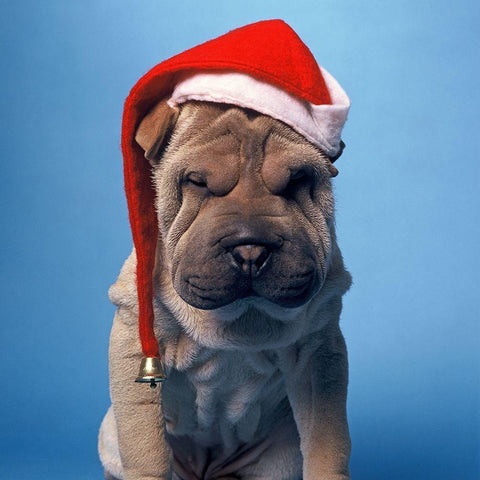 Shar Pei with x-mas hat White Modern Wood Framed Art Print with Double Matting by Hoenderkamp, Patrick