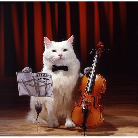 Violin cat White Modern Wood Framed Art Print by Hoenderkamp, Patrick