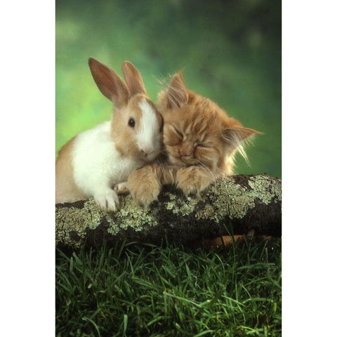 kitten and rabbit White Modern Wood Framed Art Print by Hoenderkamp, Patrick