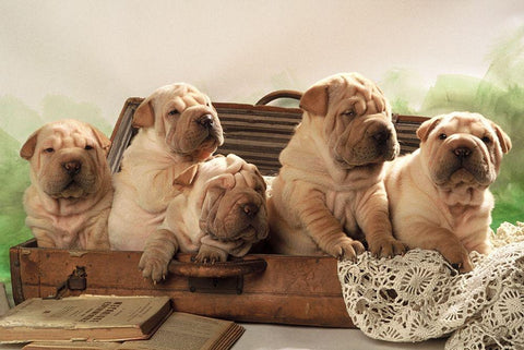 Ready to travel Black Ornate Wood Framed Art Print with Double Matting by Hoenderkamp, Patrick