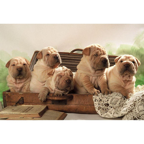 Ready to travel Black Modern Wood Framed Art Print by Hoenderkamp, Patrick