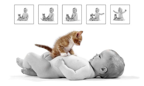 Kitten and baby White Modern Wood Framed Art Print with Double Matting by Hoenderkamp, Patrick