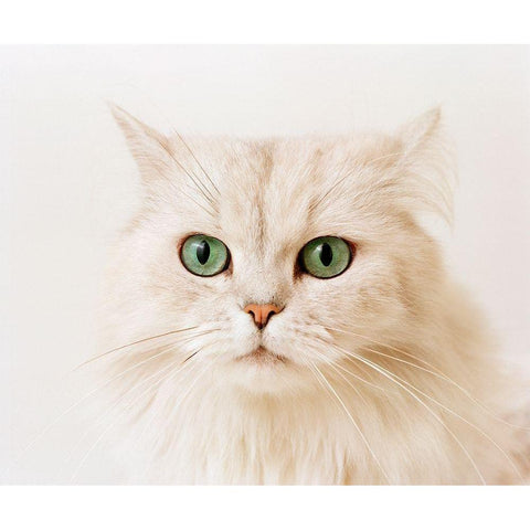 white cat White Modern Wood Framed Art Print by Hoenderkamp, Patrick