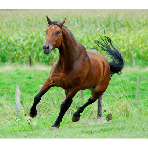 Running horse Gold Ornate Wood Framed Art Print with Double Matting by Hoenderkamp, Patrick