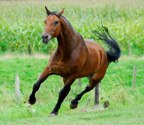 Running horse White Modern Wood Framed Art Print with Double Matting by Hoenderkamp, Patrick