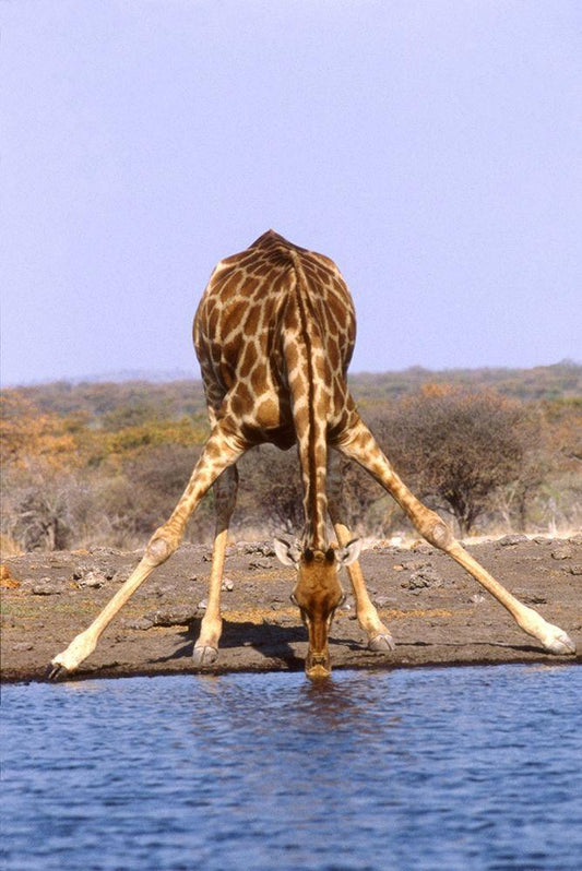 Image Only