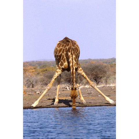 Giraffe Black Modern Wood Framed Art Print with Double Matting by Hoenderkamp, Patrick