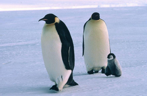 Pinquin family Black Ornate Wood Framed Art Print with Double Matting by Hoenderkamp, Patrick