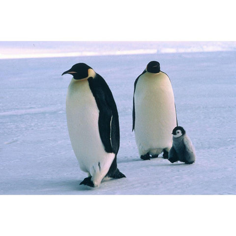 Pinquin family Black Modern Wood Framed Art Print by Hoenderkamp, Patrick