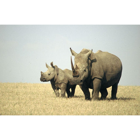 Rhino family Gold Ornate Wood Framed Art Print with Double Matting by Hoenderkamp, Patrick