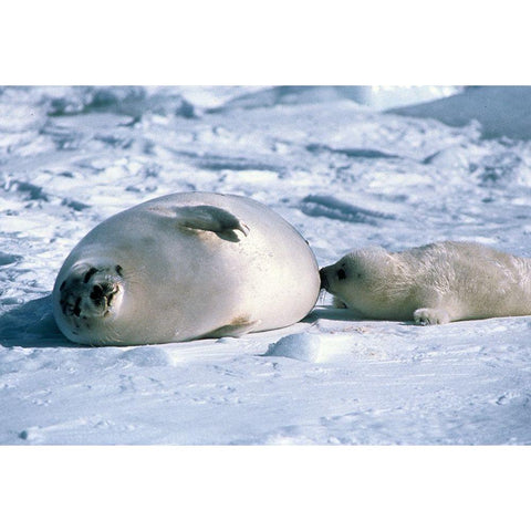 Sealion  Black Modern Wood Framed Art Print by Hoenderkamp, Patrick