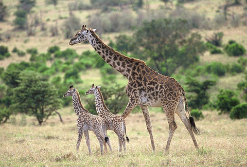 Giraffe family White Modern Wood Framed Art Print with Double Matting by Hoenderkamp, Patrick