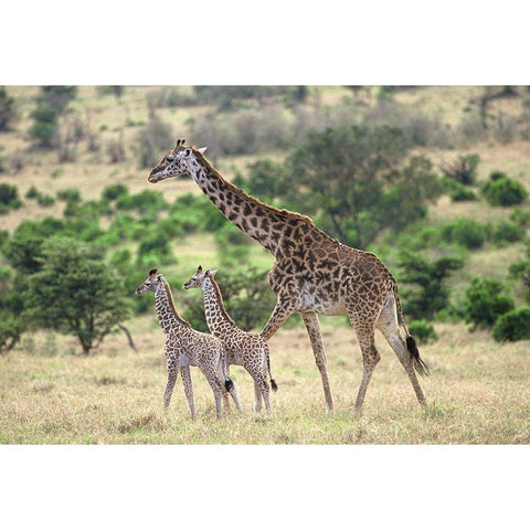 Giraffe family Gold Ornate Wood Framed Art Print with Double Matting by Hoenderkamp, Patrick