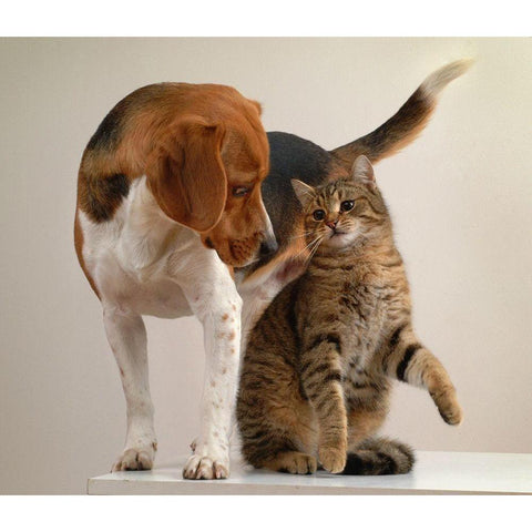 cat and dog White Modern Wood Framed Art Print by Hoenderkamp, Patrick