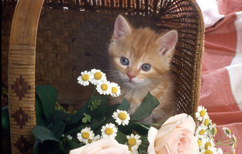 Cat in basket Black Ornate Wood Framed Art Print with Double Matting by Hoenderkamp, Patrick