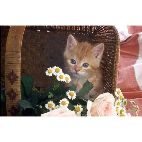 Cat in basket White Modern Wood Framed Art Print by Hoenderkamp, Patrick