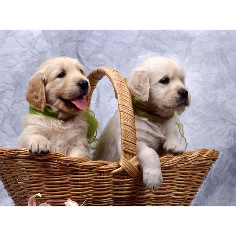 labrador puppies Gold Ornate Wood Framed Art Print with Double Matting by Hoenderkamp, Patrick