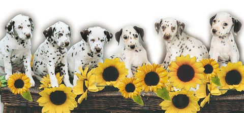 Puppies and Sunflowers White Modern Wood Framed Art Print with Double Matting by Hoenderkamp, Patrick