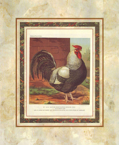 Rose-Combed Dorking Cock, Cassells Poultry Book White Modern Wood Framed Art Print with Double Matting by Ludlow, J.W.