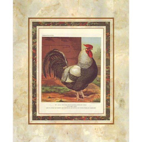 Rose-Combed Dorking Cock, Cassells Poultry Book White Modern Wood Framed Art Print by Ludlow, J.W.