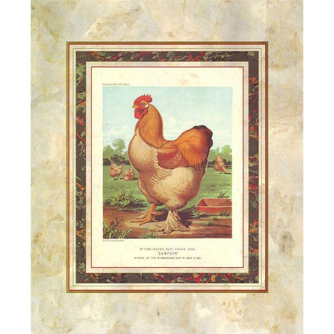 Buff. Cochin Cock, Cassells Poultry Book White Modern Wood Framed Art Print by Ludlow, J.W.