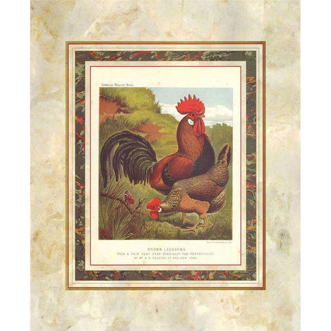 Brown Leg Horn, Cassells Poultry Book Gold Ornate Wood Framed Art Print with Double Matting by Ludlow, J.W.