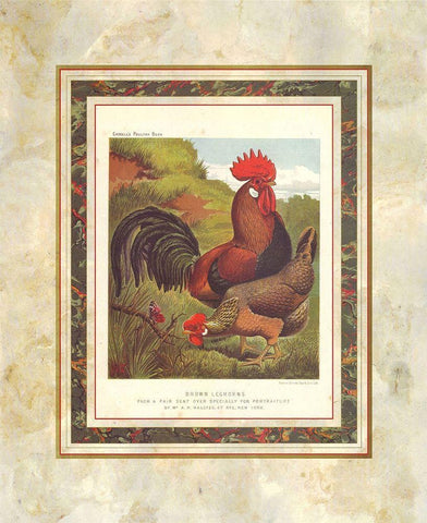 Brown Leg Horn, Cassells Poultry Book White Modern Wood Framed Art Print with Double Matting by Ludlow, J.W.