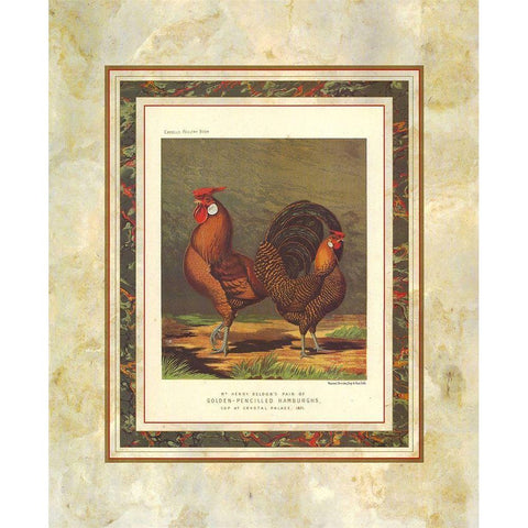 Golden Pencilled Hamburghs, Cassells Poultry Book Black Modern Wood Framed Art Print with Double Matting by Ludlow, J.W.