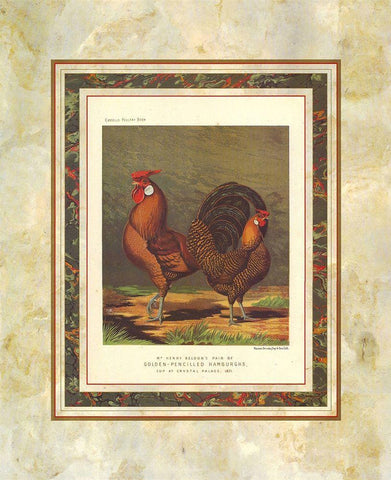 Golden Pencilled Hamburghs, Cassells Poultry Book Black Ornate Wood Framed Art Print with Double Matting by Ludlow, J.W.