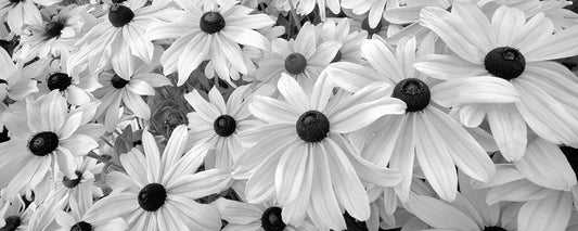 Image Only