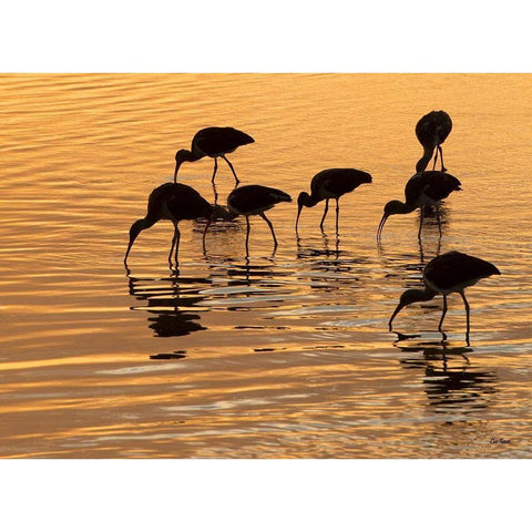 Ibis Sunset Black Modern Wood Framed Art Print by Turek, Eve