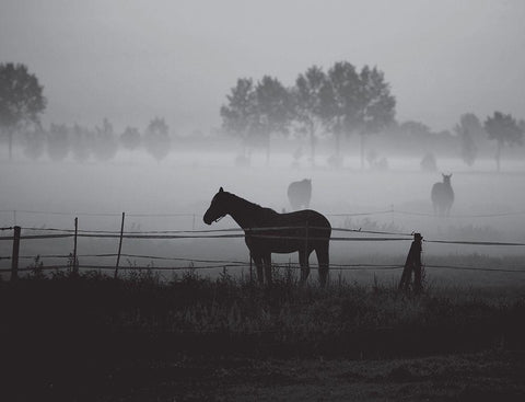 Grazing in the Mist Black Ornate Wood Framed Art Print with Double Matting by Anonymous