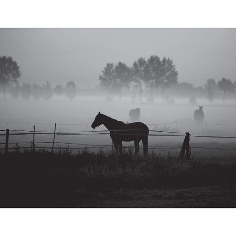 Grazing in the Mist Black Modern Wood Framed Art Print with Double Matting by Anonymous