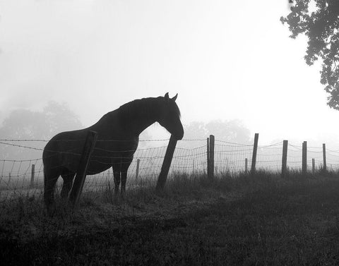 Morning Pasture Black Ornate Wood Framed Art Print with Double Matting by Anonymous