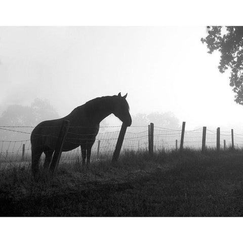 Morning Pasture Black Modern Wood Framed Art Print with Double Matting by Anonymous