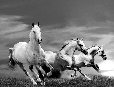 White Stallions Black Ornate Wood Framed Art Print with Double Matting by Anonymous