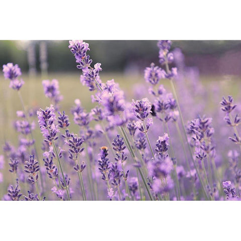 French Lavender Field White Modern Wood Framed Art Print by Tillmanns, C.