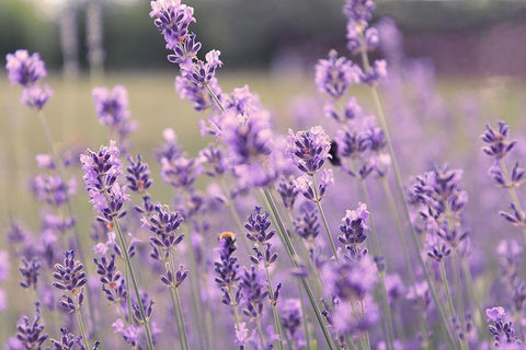 French Lavender Field Black Ornate Wood Framed Art Print with Double Matting by Tillmanns, C.