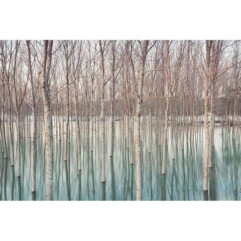 White Birches in the River  Black Modern Wood Framed Art Print with Double Matting by Ricordi, Andrea G.