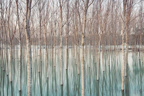 White Birches in the River  White Modern Wood Framed Art Print with Double Matting by Ricordi, Andrea G.