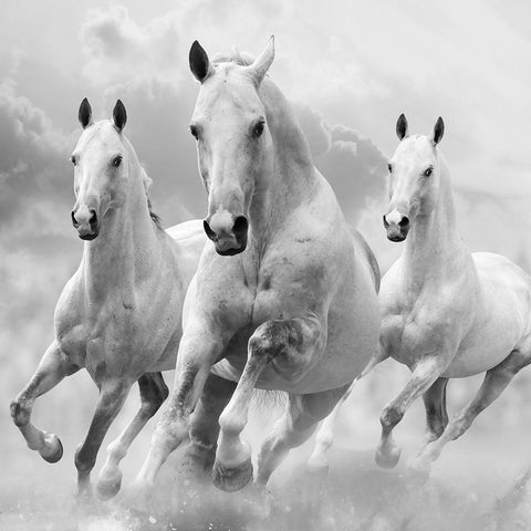 Three White Stallions White Modern Wood Framed Art Print by Itina, Maria